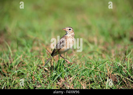 Orientare allodola Alauda (gulgula), Adulto, avviso nell'erba, Bundala National Park, Sri Lanka Foto Stock