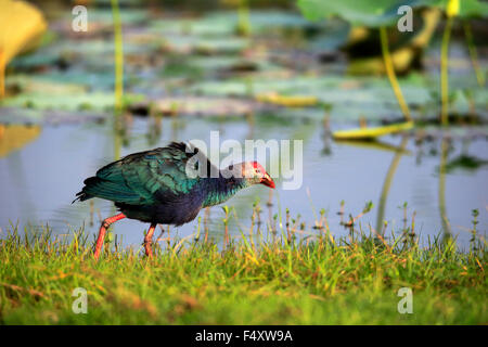 Western swamphen (Porphyrio porphyrio), adulti dall'acqua, Bundala National Park, Sri Lanka Foto Stock