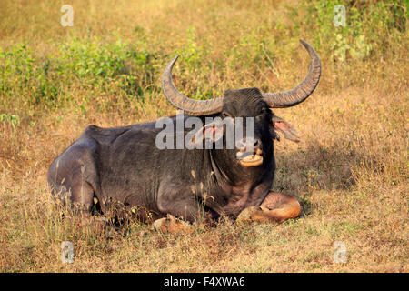 Wild Water buffalo (Bubalus arnee), adulto maschio, giacente in erba, masticare le CUD, Yala National Park, Sri Lanka Foto Stock