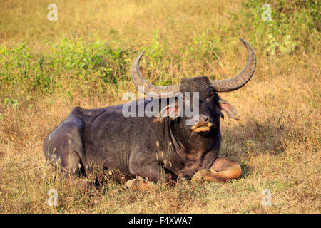 Wild Water buffalo (Bubalus arnee), maschio adulto, appoggiato in erba, Yala National Park, Sri Lanka Foto Stock