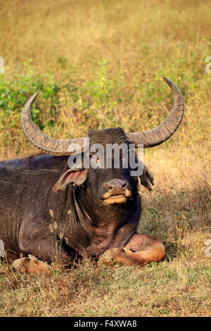 Wild Water buffalo (Bubalus arnee), maschio adulto, ritratto, appoggiato in erba, Yala National Park, Sri Lanka Foto Stock