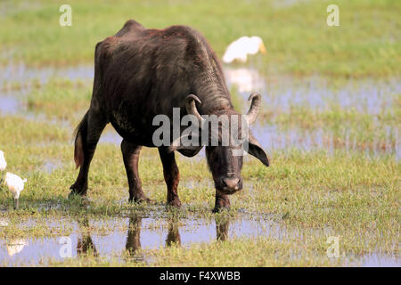 Bufalo d'acqua (Bubalis bubalis), adulto in acqua poco profonda con guardabuoi (Bubulcus ibis), Bundala National Park, Sri Lanka Foto Stock