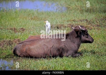 Bufalo d'acqua (Bubalis bubalis), capretti di vitello con appoggio airone guardabuoi sul retro (Bubulcus ibis), Bundala National Park Foto Stock