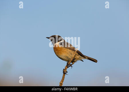 Stonechat; Saxicola torquata maschio singolo; Cornovaglia; Regno Unito Foto Stock