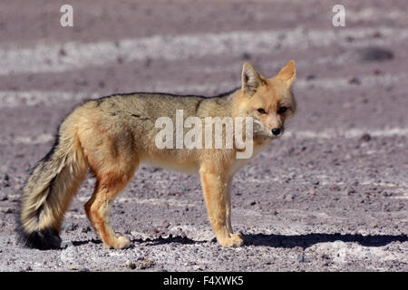 Culpeo o fox andina (lycalopex culpaeus), altiplano, Bolivia Foto Stock