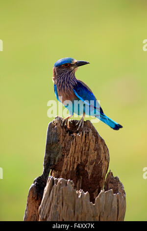 Rullo indiano (Coracias benghalensis), Adulto sul belvedere su un vecchio albero tronco, Udawalawe parco nazionale dello Sri Lanka Foto Stock