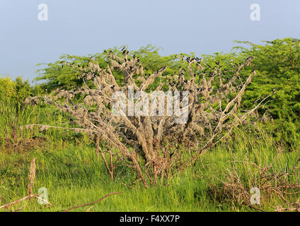 Rondini (Hirundo rustica), gregge in una struttura ad albero, motivi di svernamento, Bundala National Park, Sri Lanka Foto Stock