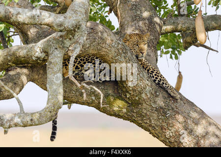 Leopard (Panthera pardus), maschio rilassante nella struttura ad albero della salsiccia (Kigelia africana), il Masai Mara, Narok County, Kenya Foto Stock