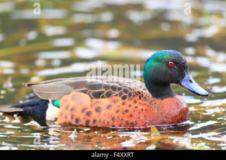 Chestnut Teal (Anas castanea) in Royal National Park, Foto Stock