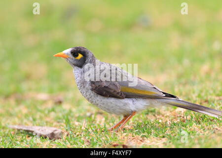 Noisy Miner (Manorina Melanocephala) in Royal N.P, NSW, Australia Foto Stock