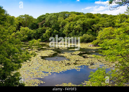 Water Lilies in fiore in stagni di fior di loto in Bosherston, Pembrokeshire, Wales, Regno Unito Foto Stock