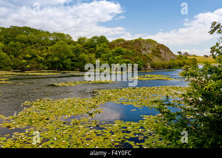 Water Lilies in fiore in stagni di fior di loto in Bosherston, Pembrokeshire, Wales, Regno Unito Foto Stock