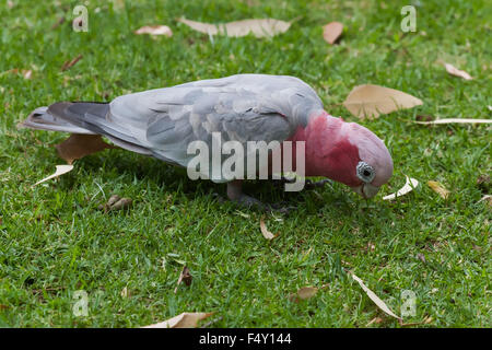 Galah (Eolophus roseicapilla), Western Australia. Foto Stock