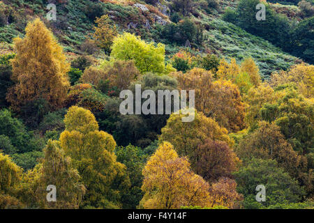 Alberi in colori autunnali vicino a Ullswater Foto Stock