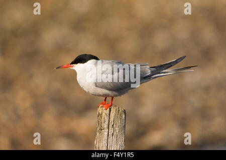 Un comune Tern appollaiato su un post in una giornata di sole Rye Harbour riserva naturale, East Sussex, Regno Unito Foto Stock