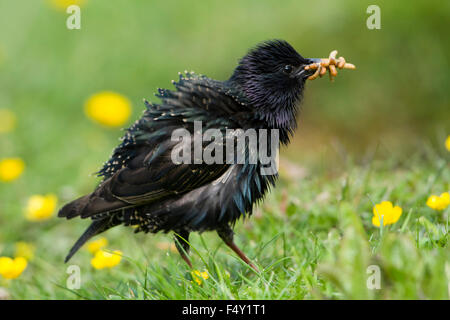 Un Starling close up, sorgeva sull'erba con renoncules con un beakfull di mealworms . Hastings, East Sussex, Regno Unito Foto Stock