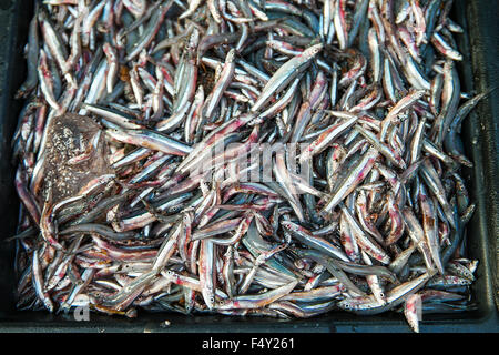 Acciughe fresche di vendita al weekend del mercato locale. Messa a fuoco selettiva con profondità di campo ridotta. Foto Stock