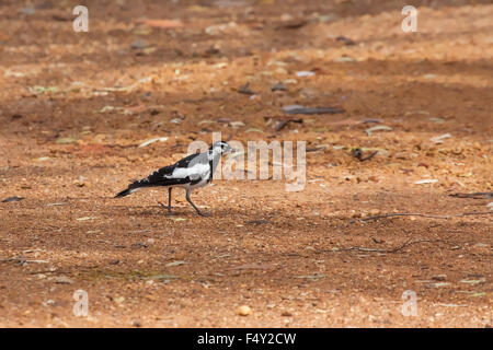 La Gazza-lark (Grallina cyanoleuca), Western Australia. Foto Stock