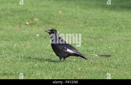 Carrion Crow in piedi sull'erba Foto Stock