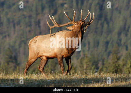 Alci del Bull Foto Stock