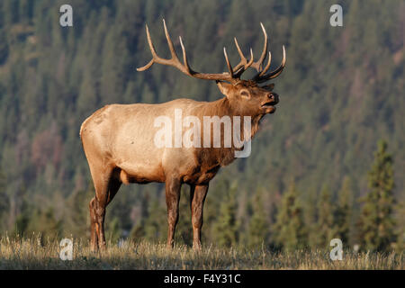 Alci del Bull Foto Stock