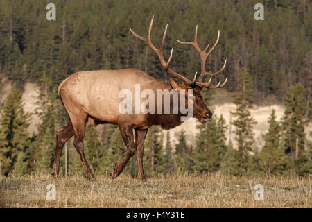 Alci del Bull Foto Stock