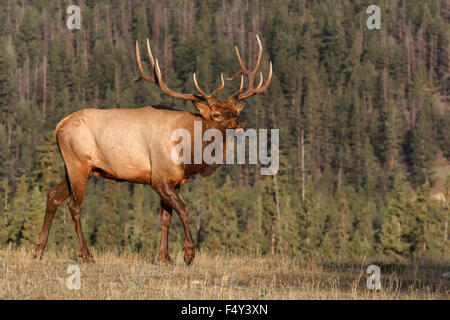 Alci del Bull Foto Stock