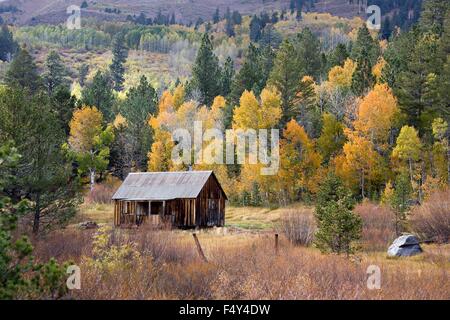 Cabina di montagna in un colorato aspen e ponderosa pine rivestita valley. Foto Stock