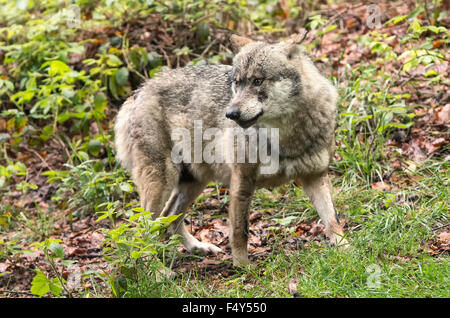 Lupo europeo, Europaeischer Wolf, Canis lupus, lupo, Repubblica ceca. Foto Stock