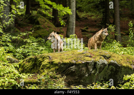 Due lupi su un altopiano roccioso giacciono in attesa della preda, Canis lupus, lupo, Repubblica ceca. Foto Stock