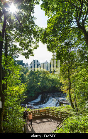 Piattaforma di Osservazione a metà Aysgarth Falls, Yorkshire Dales, North Yorkshire, Inghilterra, Regno Unito Foto Stock