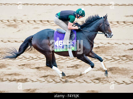 Lexington, Kentucky, Stati Uniti d'America. 24 ott 2015. 24 ottobre 2015 : Tourist, addestrati da William I. Mott e proprietà di Gary Barber & WinStar Farm, LLC, esercizi in preparazione per il Breeders' Cup di miglio a Keeneland Race Track in Lexington, Kentucky il 24 ottobre 2015. Scott Serio/ESW/CSM/Alamy Live News Foto Stock