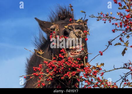 Pony Exmoor Stallion Wild Horse Feeding Hawthorn Berries Wild Horse Teeth Autumn Bush Berries Crataegus Plant Thorny Shrub Foto Stock