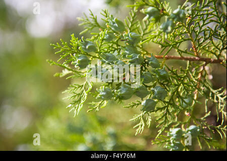 Thuja ramoscello con coni in luglio, freschi germogli verdi sul conifera ramoscelli closeup, piante crescono in Polonia, orizzontale ... Foto Stock