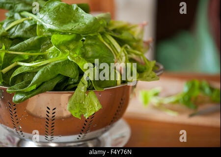 Le foglie di spinaci succhieruola, acciaio inossidabile perforato scolapasta pieno di fresco verde bagnato Spinacia ortaggio in attesa di essere tagliato ... Foto Stock