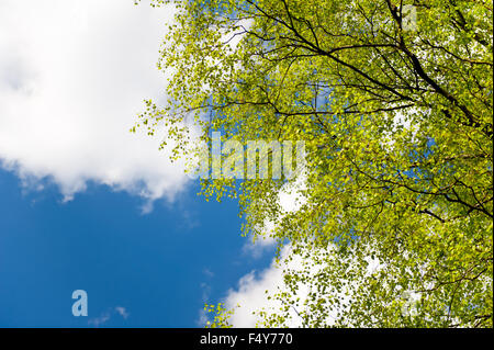 Molla albero di betulla il fogliame fresco sulla soleggiata cielo blu con nuvole bianche sfondo, vibrante di foglie verdi di ramoscelli di latifoglie Foto Stock