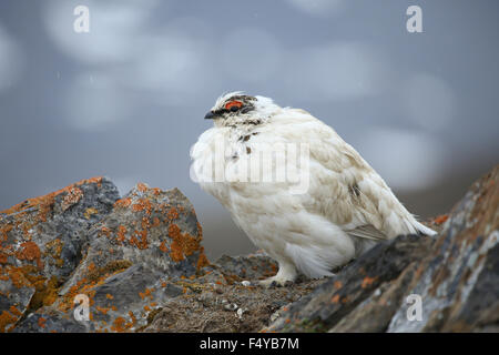 Artico, Svalbard, Faksevagen. Pernice bianca neve di aka di pollo. Foto Stock