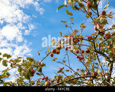 Vista verso l'alto di un autunno melo contro il cielo blu e nuvole bianche Foto Stock