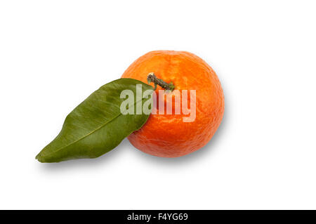 Unico frutto Satsuma tracciato di ritaglio sfondo bianco Foto Stock