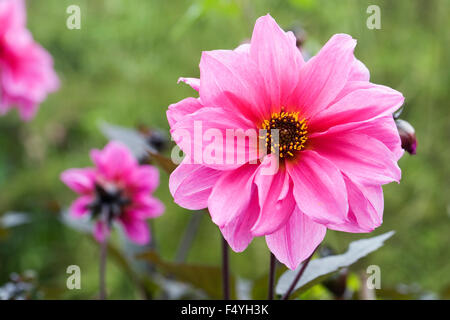 Dahlia 'fascino' crescono in un confine erbacee. Foto Stock