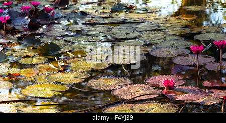 Tropical laghetto di ninfee in Tobago Caraibi Foto Stock