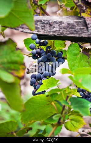 Organico americano rosso varietà uva sulla vite. Foto Stock