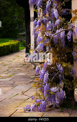 Tudor antique house Blakesley Hall di ingresso dello spago di glicine vite albero decorativo flower Regno Unito Birmingham Foto Stock