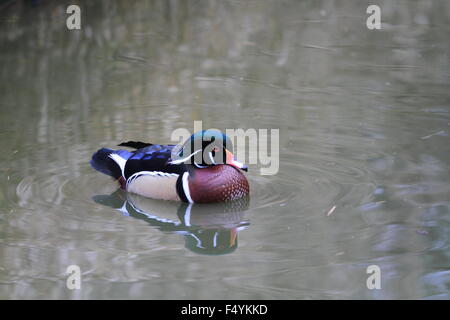 Anatra di legno (Aix sponsa) in Canada Foto Stock