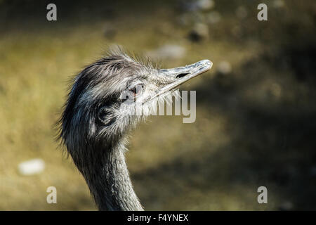 Testa di struzzo guardando avanti, la fauna selvatica o zoo Foto Stock