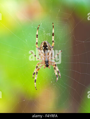 Croce spider appeso a testa in giù sul web Foto Stock