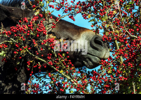 Pony Exmoor, frutti di bosco che mangiano cavalli selvatici Foto Stock