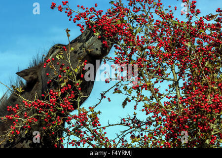 Autunno del pony di Exmoor, cavalli selvatici che nutrono le bacche di biancospino Foto Stock