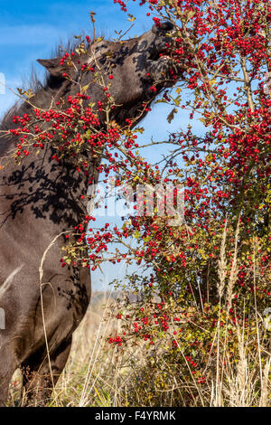 Exmoor pony autunno, cavallo mangiare frutti di biancospino rosso e raccoglierli da cespugli spinosi Foto Stock