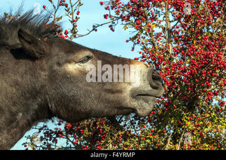 Cavallo selvatico mangiare frutti rossi d'autunno, Repubblica Ceca Foto Stock